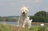 WESTIE 405